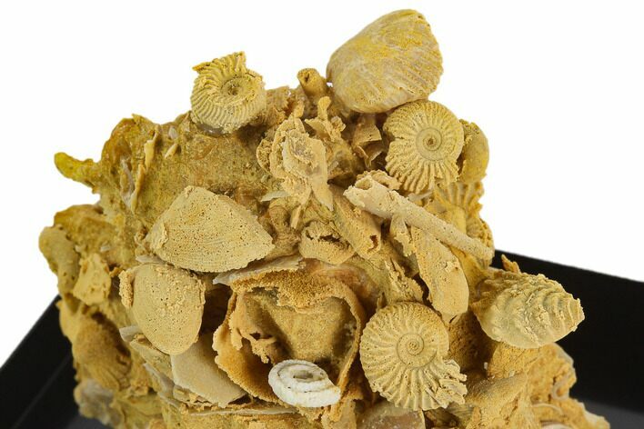 Ammonite, Gastropod & Echinoid Fossil Cluster - France #129950